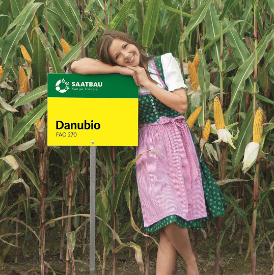 Семена черноземья. Данубио кукуруза. Кукуруза гибридного сорта Danubio. Кукуруза сорта Danubio.